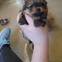 Pomeranian Puppies from Gypsy Poms