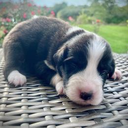 Manny - Black tri-color male Australian Shepherd puppy in Loda, Illinois from Pilcher Farms
