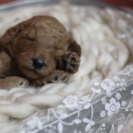 Bernedoodle and Goldendoodle Puppies from Gold Diamond Pup