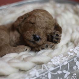 Bernedoodle and Goldendoodle Puppies from Gold Diamond Pup