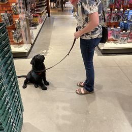 Labrador Retriever Puppies from Armory Labradors