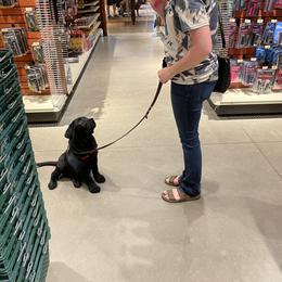 Labrador Retriever Puppies from Armory Labradors