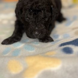 Goldendoodle and Poodle Puppies from Southern Stroll Poodles & Doodles