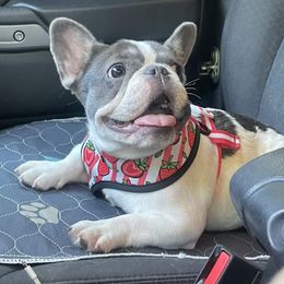 French Bulldogs and Poodles from YZC Frenchies at 4C Ranch