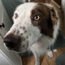 Bandit - Border Collie