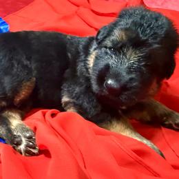 FRANK WHITE N - Black and red male German Shepherd puppy in Yorkville, Illinois from Vom Archbold Haus World Class German Shepherds