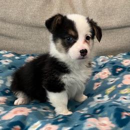 Neve - Black and tan female Pembroke Welsh Corgi puppy in Waco, Texas from The Comma Corgis