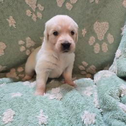 Girl 1 - Light golden female Golden Retriever puppy in Savannah, Georgia from Golden Point Retrievers