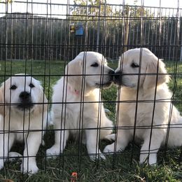 Golden Retriever Puppies from Lakeside Golden Retrievers