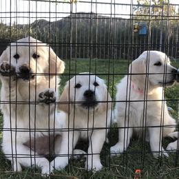 Golden Retriever Puppies from Lakeside Golden Retrievers