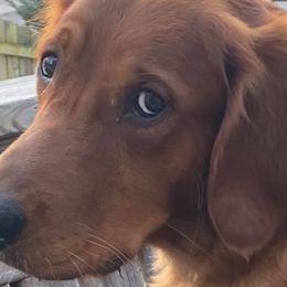 Golden Retrievers from Red Storm Golden Retrievers