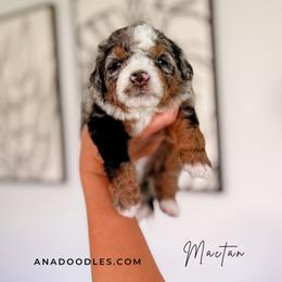 Mactan - Tri-color male Bernedoodle puppy in Cold Spring, Minnesota from A.N.A. Doodles