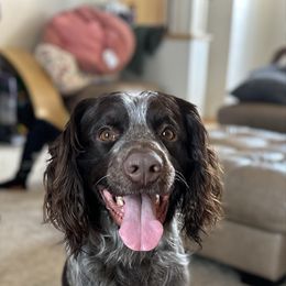 Frank - English Springer Spaniel