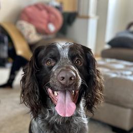 Frank - English Springer Spaniel