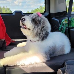 Bernedoodle and Goldendoodle All Grown Up from A.N.A. Doodles