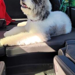 Bernedoodle and Goldendoodle All Grown Up from A.N.A. Doodles