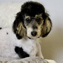 Rosie - Poodle