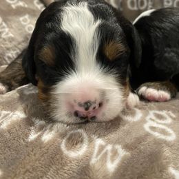 Girl 3 - Tri-color Bernese Mountain Dog puppy in Nixa, Missouri from Mountain Dog Kennel