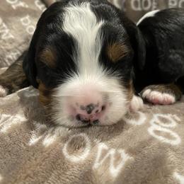 Girl 3 - Tri-color Bernese Mountain Dog puppy in Nixa, Missouri from Mountain Dog Kennel