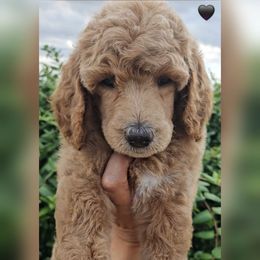 Black Collar - Apricot female Poodle puppy in El Paso, Texas from Paws Of Beauty