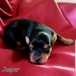 Jasper - Black and tan male Yorkshire Terrier puppy in Hot Springs, Arkansas from Kimberly's Lovable Littles