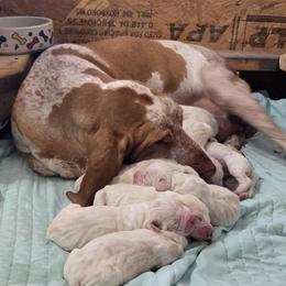 Bracco Italiano puppies from Eastern Breeze