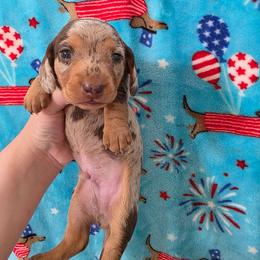 Dapple boy 2 - Dapple male Dachshund puppy in West Plains, Missouri from Spring Creek Dachshunds