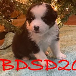 Australian Shepherds from Tomahawk Australian Shepherds