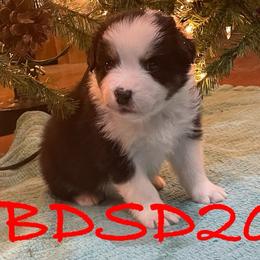 Australian Shepherds from Tomahawk Australian Shepherds