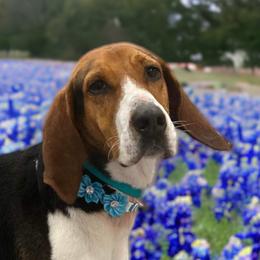 Banshee - Treeing Walker Coonhound