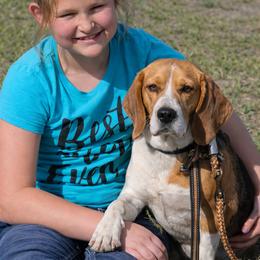Daisy - Beagle