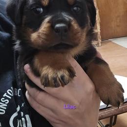 Lilac - Black and mahogany female Rottweiler puppy in Tangent, Oregon from Raya's Royals