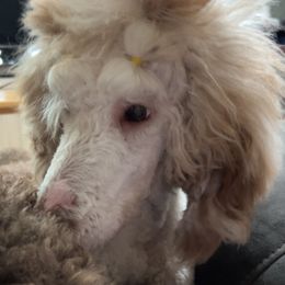 Lemon - Poodle