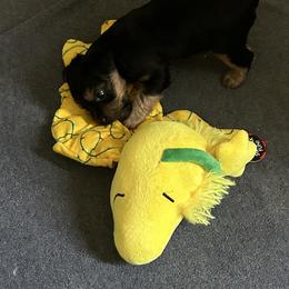 Yorkshire Terrier Puppies from Charla Meeks