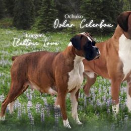 Boxers from Krieger Family Boxers