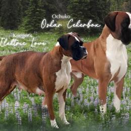 Boxers from Krieger Family Boxers