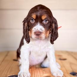 Orange, Girl 3 - Liver white and tan female English Springer Spaniel puppy in Lake City, Fl, Florida from Spradley Springers & GSP's