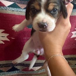 Tri female 1 - Black white and tan female Beagle puppy in Jasper, Missouri from HE Beagles
