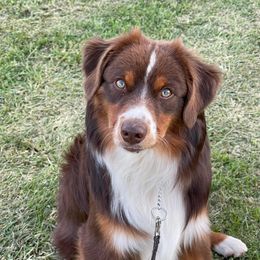 Taylor - Miniature American Shepherd