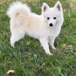 Sid - White male Pomsky puppy in Lewiston, Minnesota from Family Pomsky