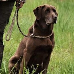 Rue - Labrador Retriever