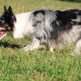 Border Collies from Apex Border Collies