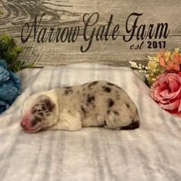 Boy 4 - White and red merle male Border Collie puppy in Moody, Texas from Narrow Gate Farm