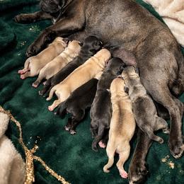 Chinchilla girl - White female Pug puppy in Tulsa, Oklahoma from Locust Creek Pugs