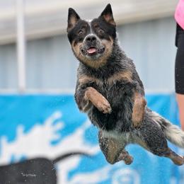 Kyla - Australian Cattle Dog