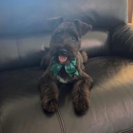 Winston - Black and silver male Miniature Schnauzer puppy in Lehigh Acres, Florida from Regency Schnauzer