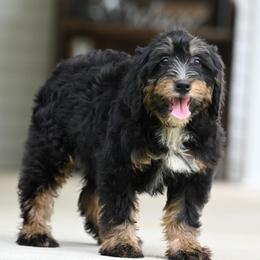 Lydia - Tri-color female Bernedoodle puppy in Dundee, Ohio from Down Home Doodle