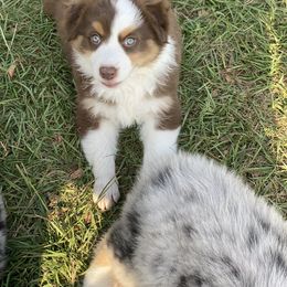 Australian Shepherd, Miniature Australian Shepherd, and Toy Australian Shepherd Puppies from Circle JTS Ranch