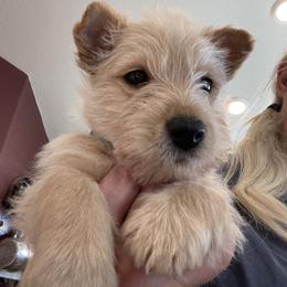 Sybil - Wheaten female Scottish Terrier puppy in Brule, Nebraska from Scottyland Yard