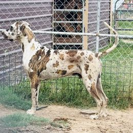 Remi - Great Dane